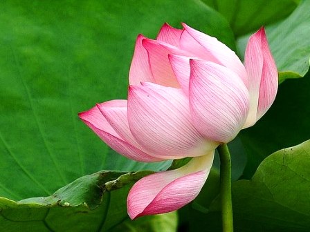 Truyền thống tài hoa, thanh lịch
